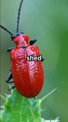 Why Insects have Exoskeletons? #exoskeletons #insect #bug #facts