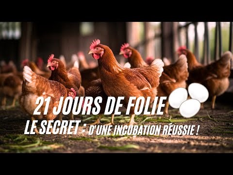 INCUBATION : LE GUIDE COMPLET (de l'œuf au poussin) | Erreurs à Éviter
