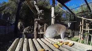 Leaping Lemurs! It's Zoo Lover's Day! http://bit.ly/2iAq6vb Lemurs long hind limbs make for excellent leaping. The most terrestrial, the ring-tail, can jump vertically up to 3 meters! Tell us what you love (the lemurs, the meerkats and more!) about the Zoo in the comments to win a prize! Winners will be announced Monday. Get a double entry for sharing your pictures of Reid Park Zoo! | Reid Park Zoo