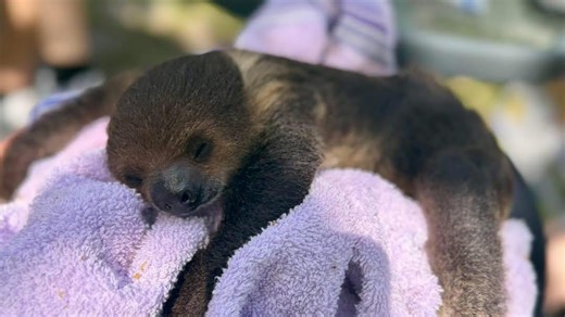 Cuddly baby sloth melts hearts at Michigan petting farm