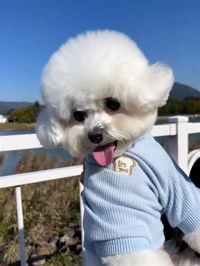 Cute dog pom
