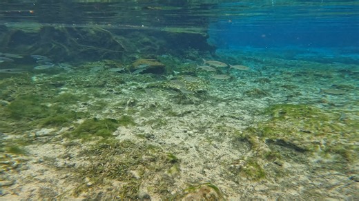 Why do I swim in the springs? So I can peep at fish and other wild life. | Jenna Citrus