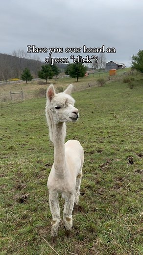 1.9K views · 43 reactions | Alpacas make a whole range of silly...