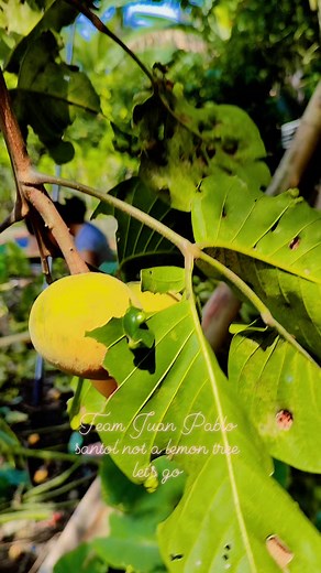 Santol not a lemon tree... #tree #reels #facebookreels #everyone #followers #instagram #friends #following #trending | Juan Pablo Numero Uno