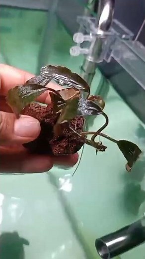 How to grow Bucephalandra (bucep) aquatic plants