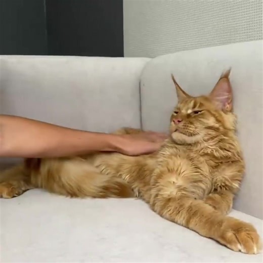 Rachel Maine Coon Kittens Sale on TikTok