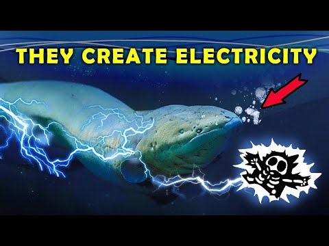 Why Can Some Fish Generate Electricity?