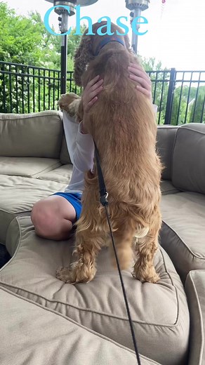 3.3K views · 288 reactions | Chase says, “I’m a Good Dog” to his foster’s grandson! | Abandoned Angels Cocker Spaniel Rescue, Inc. | Facebook