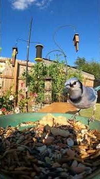 Texas Backyard Bird Roll Call 🐦✨ (Grackle vs Blue Jay vs Cardinal) #birdwatching #birds #asmr