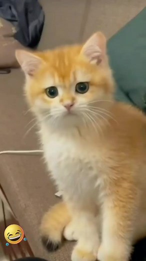 tik....tok321 (@tik.....tok321)’s videos with Happy Laughing - Sound Effect