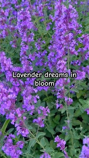 Watch how Raceme Catnip flowers sway gently in the breeze!