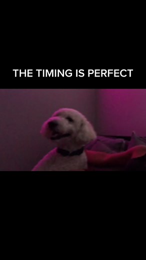 LOL who is going to be my 20k follower on Instagram? Also live tonight on twitch! #foryou #fyp #foryoupageofficiall #slickstevie #twitch #streamer