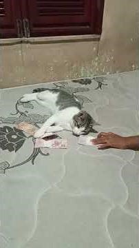 a luta pelo cachê 2 parte