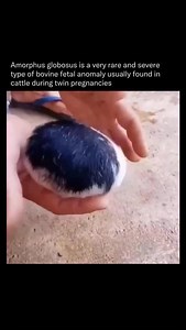 Did You Know on Instagram: "Amorphus globosus is a very rare and severe type of bovine fetal anomaly usually found in cattle during twin pregnancies. It refers to a malformed, nonviable twin fetus that develops as an irregular, globular mass rather than as a normally formed calf. This condition results from a disrupted embryonic development process, often associated with a form of twin-to-twin transfusion, where one fetus develops normally while the other receives inadequate blood supply through