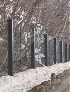 Hello, Raccoons!! | All Hokkaido