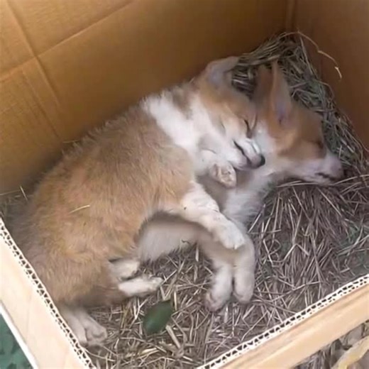 Two corgis were discovered abandoned in a cardboard box, but a caring passerby and our devoted rescue team have given them a second chance. These courageous pups are now receiving specialized care, reminding us of the importance of patience and compassion for our furry companions...Full story in comments👇 👇 | Today News