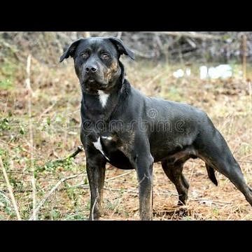 Top 10 amazing dog mixes # 8 ( Boerboel, Boxer, Bull terrier, Mastiff, Labrador, Malinois, Husky.