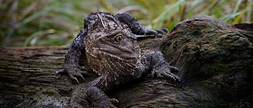 Tuatara | Native New Zealand Reptiles | Auckland Zoo