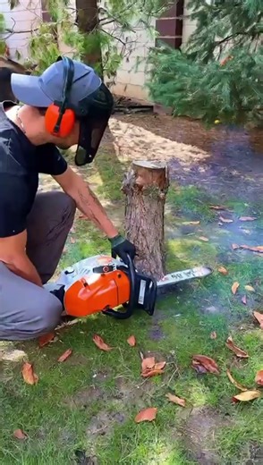 Санитарная обрезка веток и спил дерева #tools #work #almaty #tree