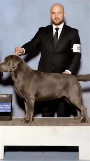 The Silver Lab Wins #silveab | GLIB - Guild of Labrador Improvement Breeders