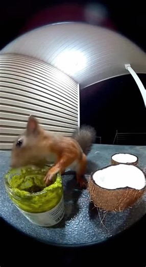 squirrel vs spicy 🔥 #foryoupage #viral #fyp #spicy #animals