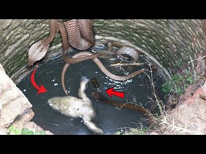 "A dangerous encounter between a snake, a female snake, and a horse in a forest well! You'll be s...