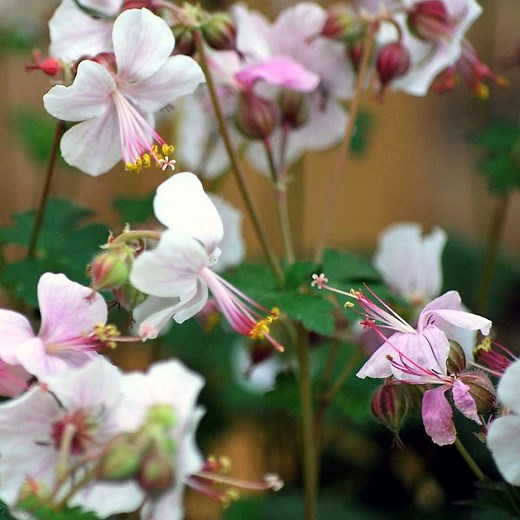 Biokovo Geranium, Cranesbill | American Meadows