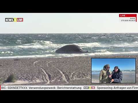 LIVE: Humpback whale Timmy Hope off the coast of Denmark