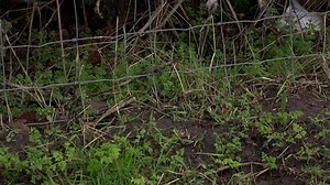 Littering Environment Urban Rubbish Waste Thrown Stock Footage Video (100% Royalty-free) 1023220726 | Shutterstock