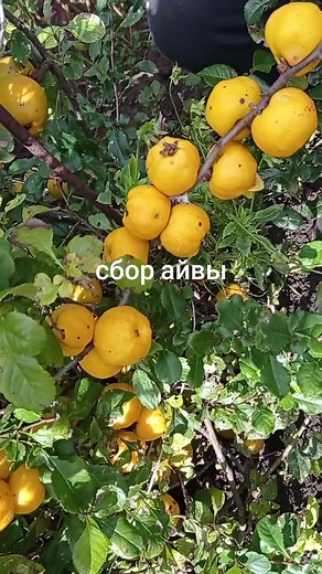 Как заготовить айву на зиму: секреты и советы