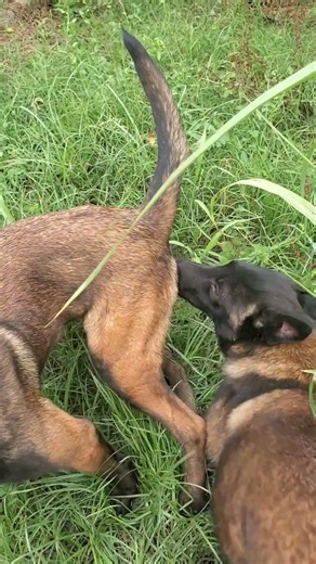 #animals #live #malinois #motivation #viral #funny #shortvideo #puppy