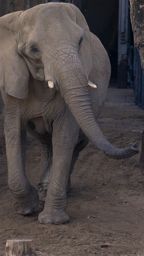 Happy 49th birthday to our queen, Jenny! 🐘🎉 The matriarch of our elephant herd is celebrating 49 incredible years today. And true to form, Jenny marked the occasion by sharing her birthday treats with her BFF, Gypsy. Though if we’re being honest, Gypsy may have had the most fun with the birthday treats. | Dallas Zoo