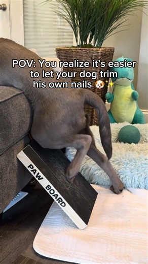 Turn your problems into solutions!✂️🐾 #dogproduct #dogtips #petlover