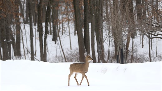 Where New Jersey's animals go when the temperature, food sources and snow start to fall