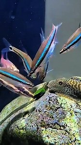 Garnet Minnow (Aphyocypris lini) by 星羽 🐠 This rare freshwater fish, also known as the Venus minnow, is native to China. First discovered in Hong Kong in 1936. The fish was supposedly as good as extinct in nature. Human development, such as dam construction, deforestation, and water pollution, has destroyed the minnow's habitats. The introduction of mosquitofish (Gambusia affinis) has competed with the minnow for food and habitat. Captive-bred populations in Hong Kong, Macau, and parts of Southe