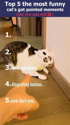 Top 5 the pointing finger at cats moments 🤣 #cat #funny #shorts