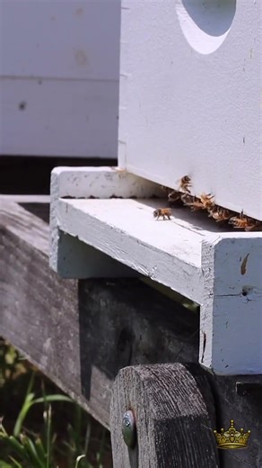 Spring inspections should answer one question—then you close the hive. #beekeeping #honeybee