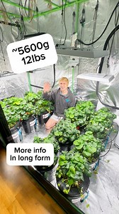 3.1K views · 1.1K reactions | 10 month hydroponic strawberry harvest and update #strawberry #hydroponics here is a link to my hydroponic strawberry playlist on YouTube where I have documented this entire tents journey and will continue to :D ->How to grow indoor hydroponic strawberry’s https://www.youtube.com/playlist?list=PLf0_1yUOGtb9LgzlzfFz7jo7goCrIYtVh | ditch_the_flock | Facebook