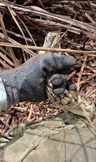 Biggest Ticks I’ve Ever Seen On Any Animal