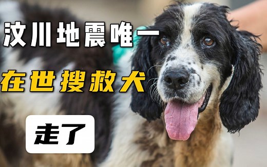 1岁救13人，汶川地震最后一只搜救犬离世！