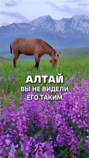 THE MOST BEAUTIFUL SEASON IN ALTAI! 🌺
