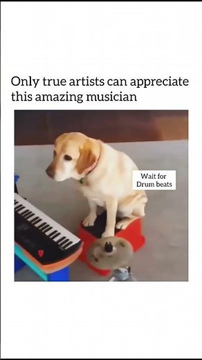 🎹😂 Funny Dog Tries to Play Piano – He Deserves a Grammy! 🥹