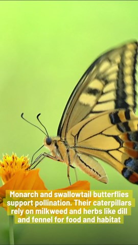 6 Garden Insects That Actually Help Your Plants Thrive