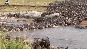 #MigrationUpdate 16 August 2022 - Daniel Clement grabbing the prime position for this 3 hour crossing at no 10 this morning! What a crossing! North to South into the Serengeti! 👏👏👏👏 #tanzaniaunforgettable #MigrationUpdates #gnu #Mararivercrossings #wildebeest #canon #safari #greatmigration #serengeti #africa #Holidays #wildebeestmigration #serengetimigration #gogo | Great Migration Camps
