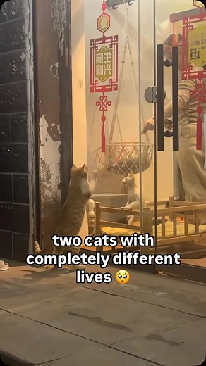 cat memes on Instagram: "let him in 🥺"