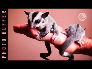 15 THE MOST EXOTIC PETS