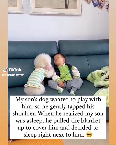 Do Dogs Love Babies? Understanding Canine Affection