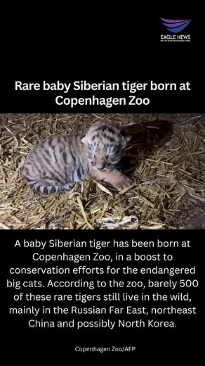 7.4K views · 115 reactions | A baby Siberian tiger has been born at Copenhagen Zoo, in a boost to conservation efforts for the endangered big cats. According to the zoo, barely 500 of these rare tigers still live in the wild, mainly in the Russian Far East, northeast China and possibly North Korea. | Eagle News | Facebook