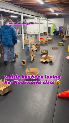 I still have two open spots in the January session if this looks like fun for you and your dog! #MrDogTraining #MaineDogTraining #BrunswickMaine #PositiveReinforcementDogTraining #DogTrainingClasses MaineDogs NewEnglandDogs InHomeDogTraining DogTrainingOnDemand VirtualDogTraining | Mr. Dog Training; Voted #1 in Maine