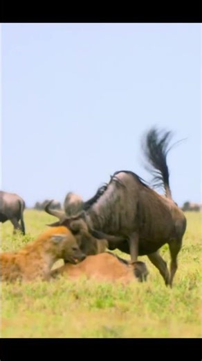Hyena vs Wildebeest #wildlife #shorts